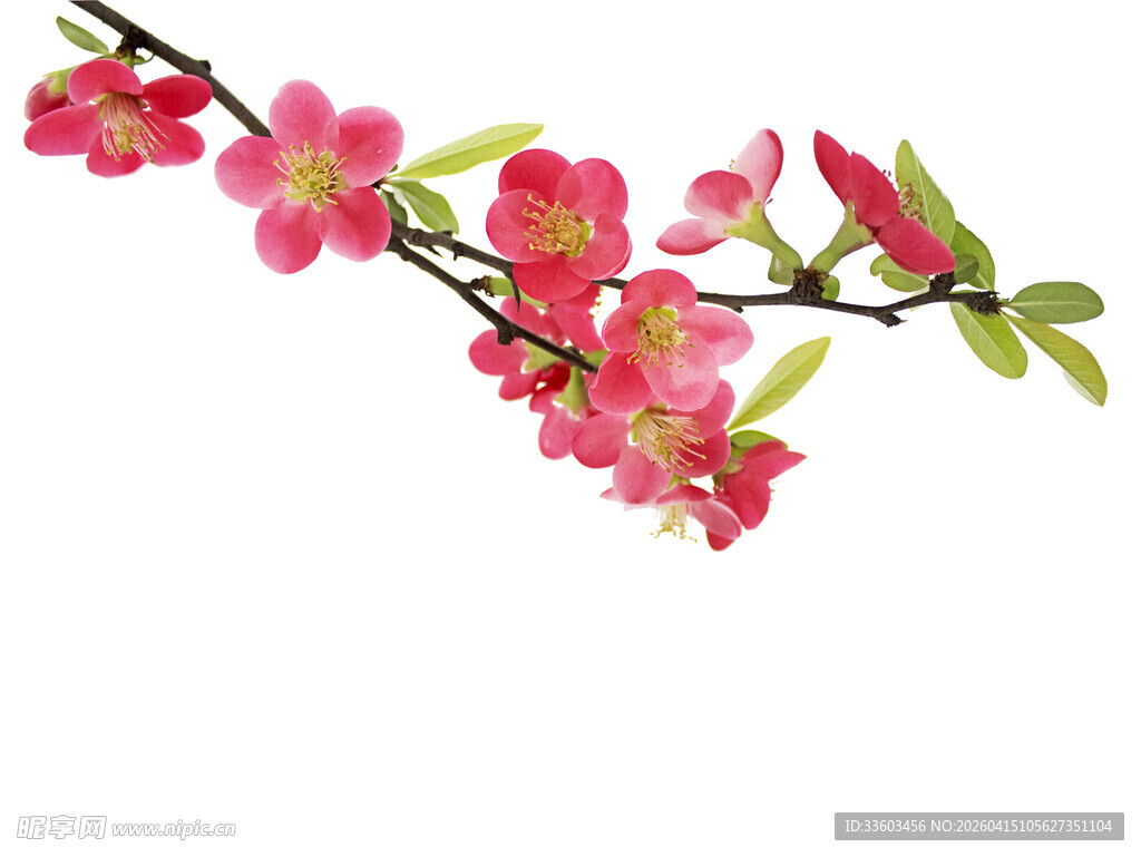 一枝绽放的娇艳海棠花