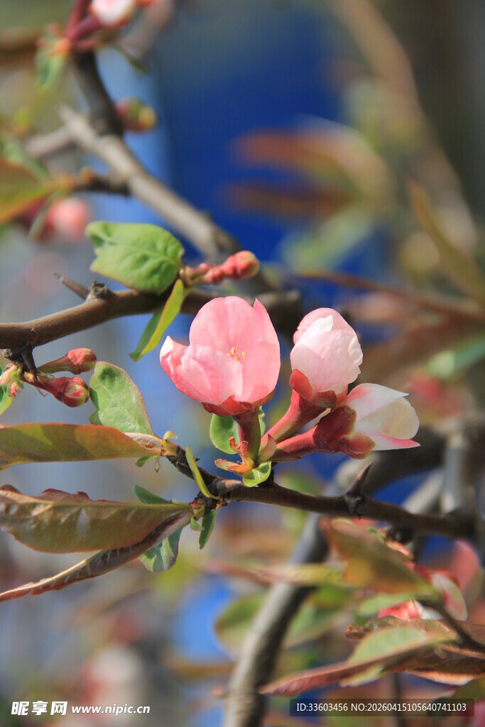 枝头粉嫩海棠花初绽