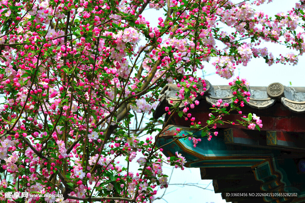 屋檐海棠花树枝