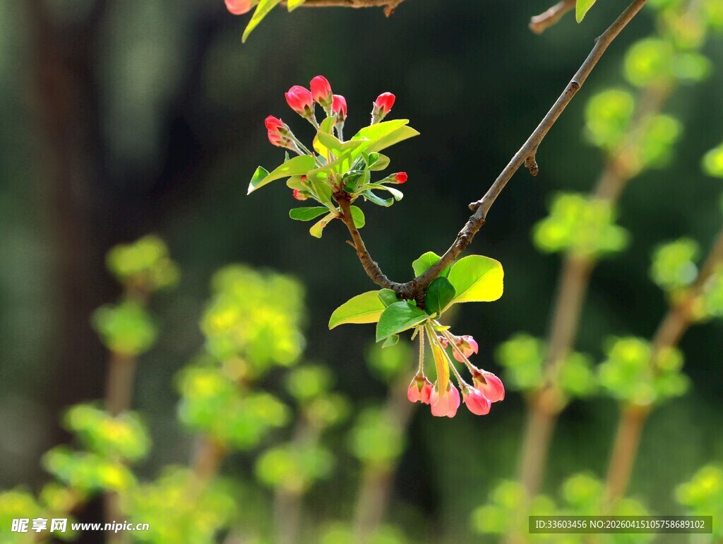枝头绽放的娇艳海棠花