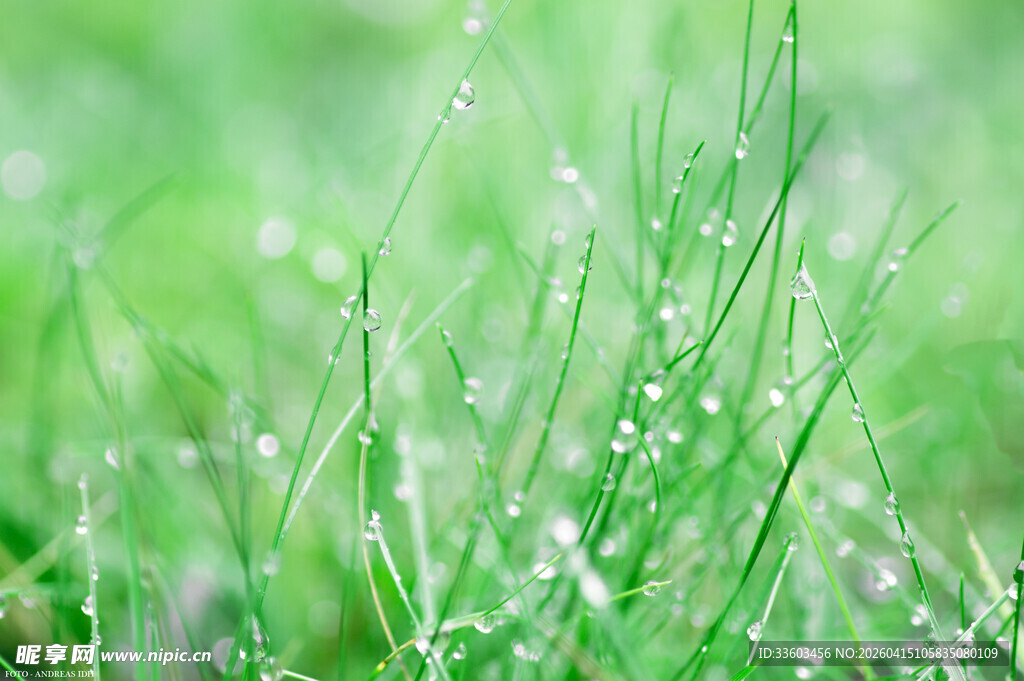 嫩绿小草带露珠