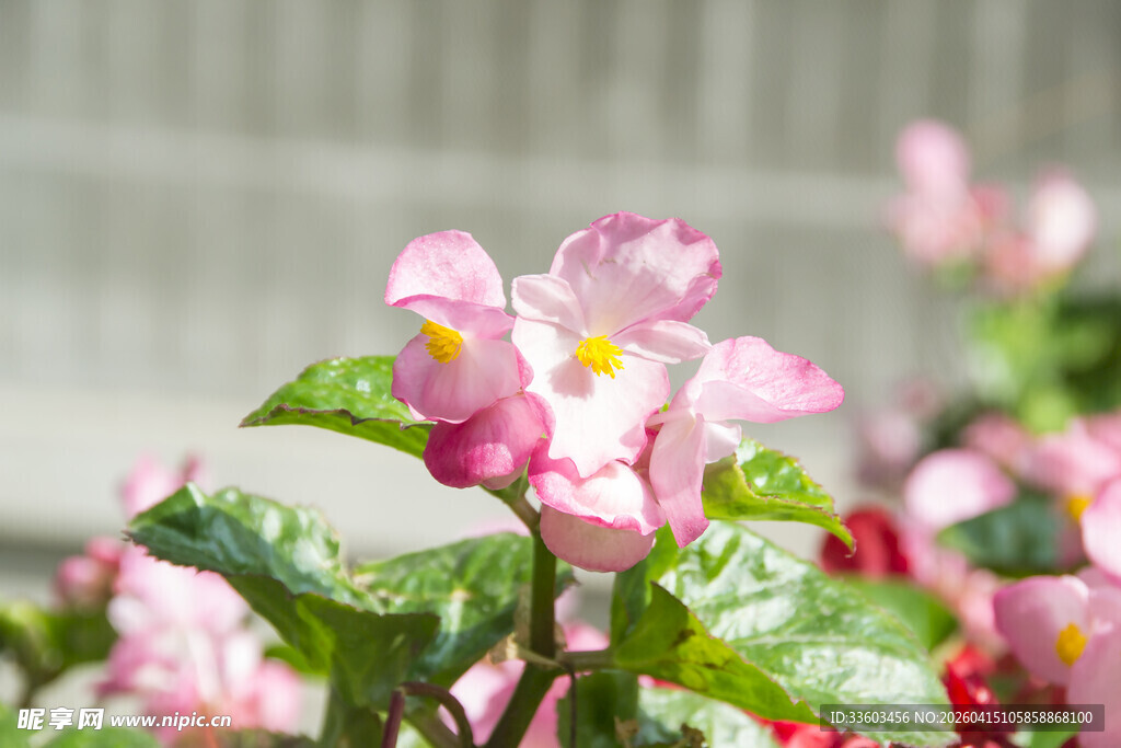 娇艳粉色花卉绽放