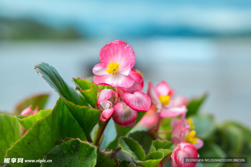 娇艳粉色海棠花特写