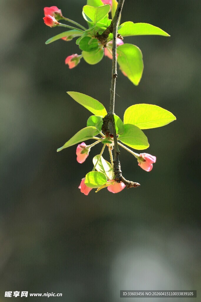 枝头绽放的粉嫩海棠花