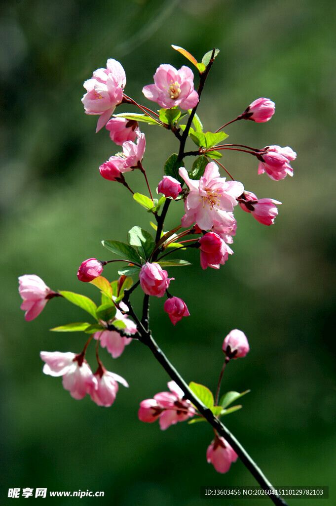 粉色海棠花枝特写