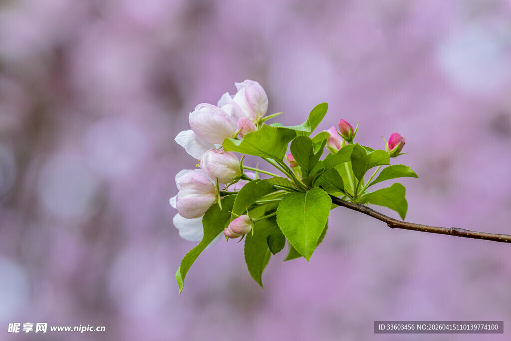 枝头绽放的海棠花