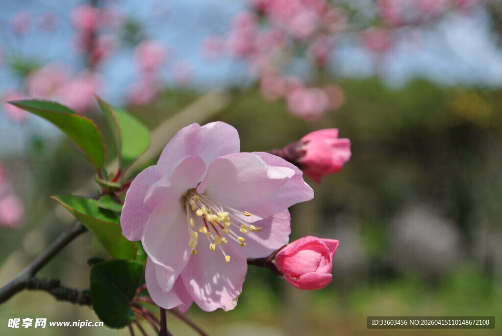 娇艳绽放的粉色海棠花