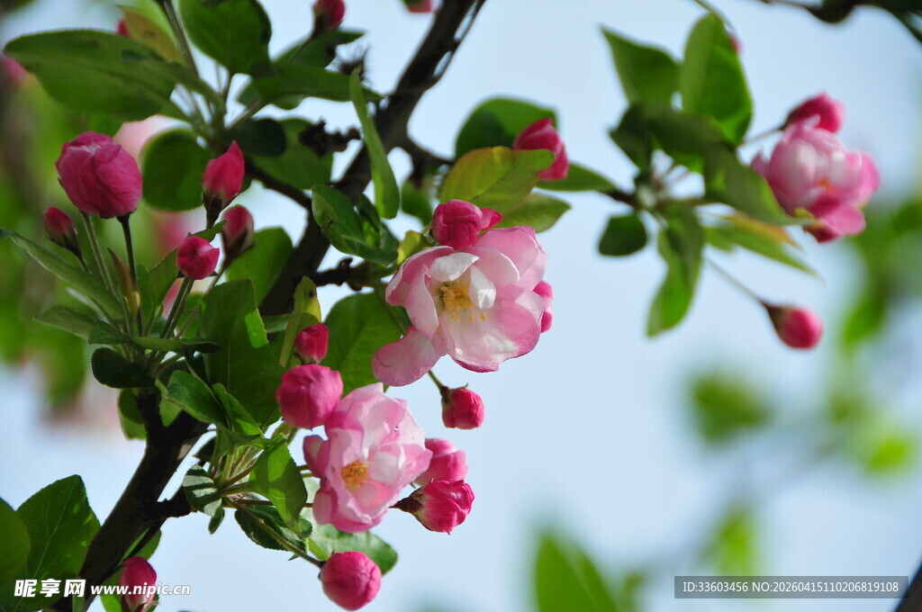枝头绽放的粉嫩苹果花