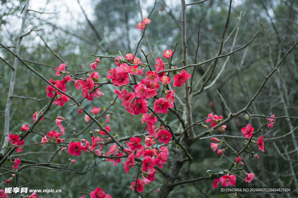 枝头绽放的艳丽海棠花