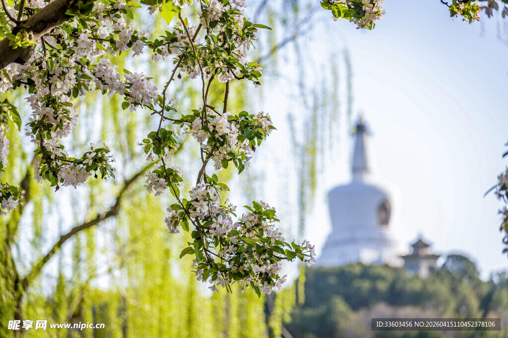 柳丝掩映下的白塔美景