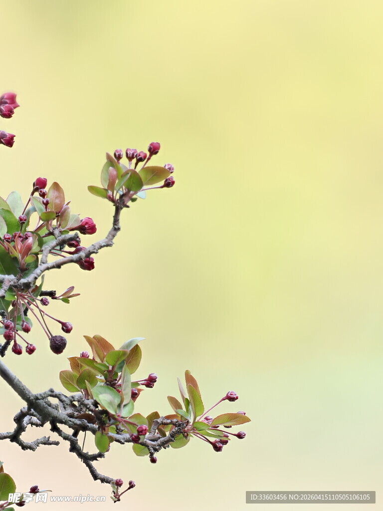 枝头繁花初绽的美丽瞬间