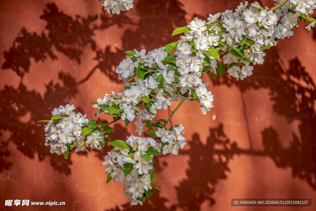 红墙旁绽放的白色花枝