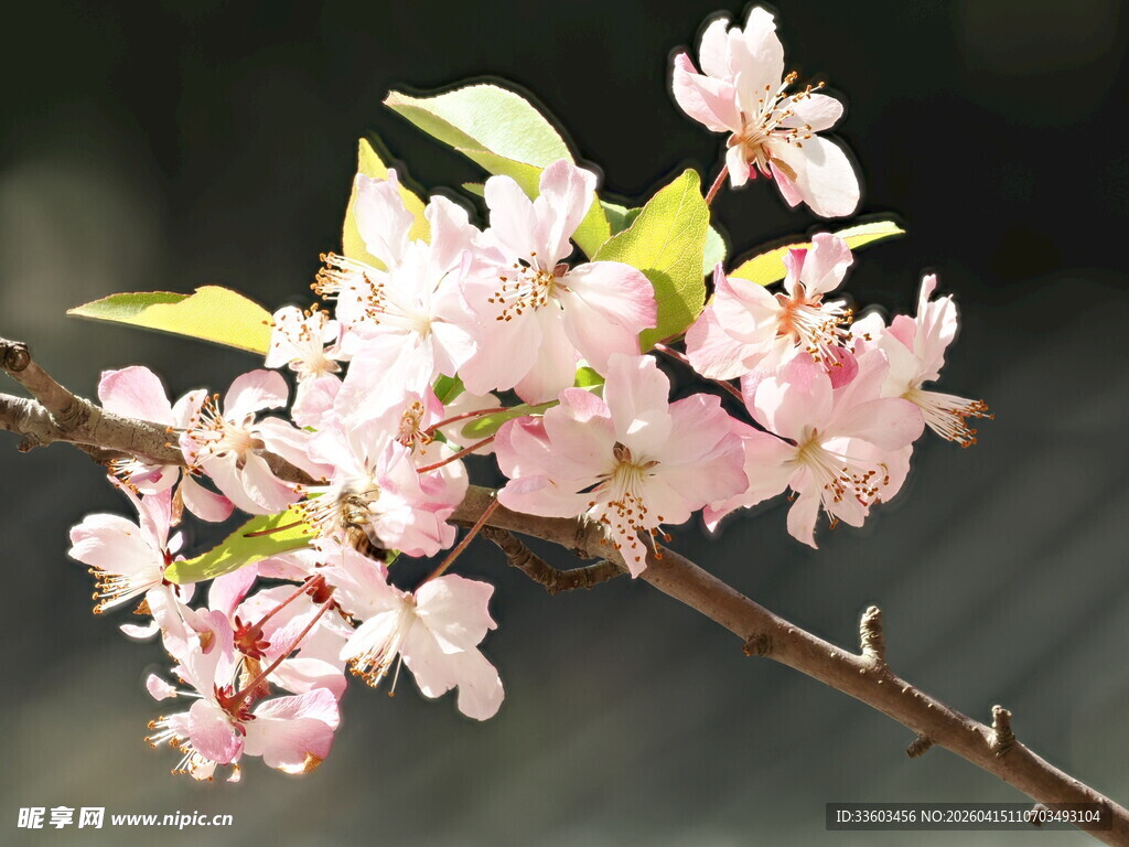 枝头绽放的粉嫩樱花