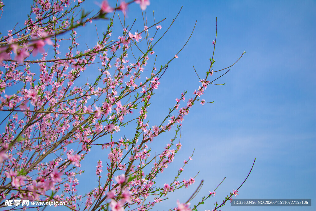 蓝天映衬下的粉嫩桃花枝