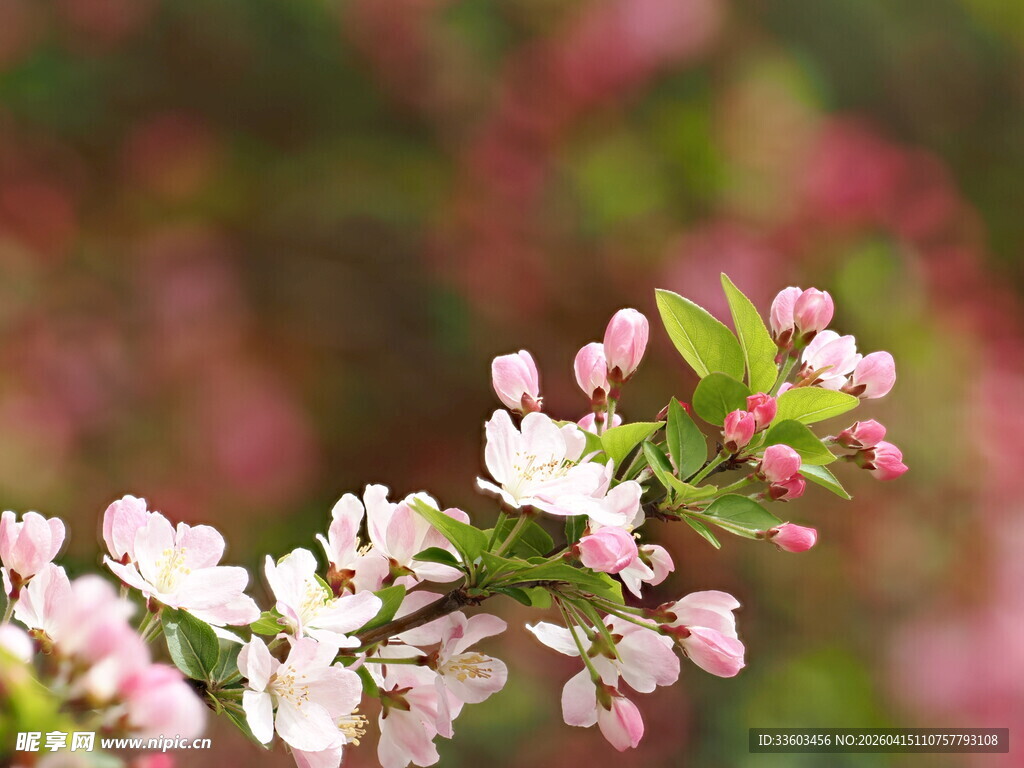 枝头绽放的粉嫩花卉