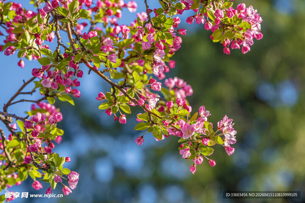 枝头粉嫩繁花绽放