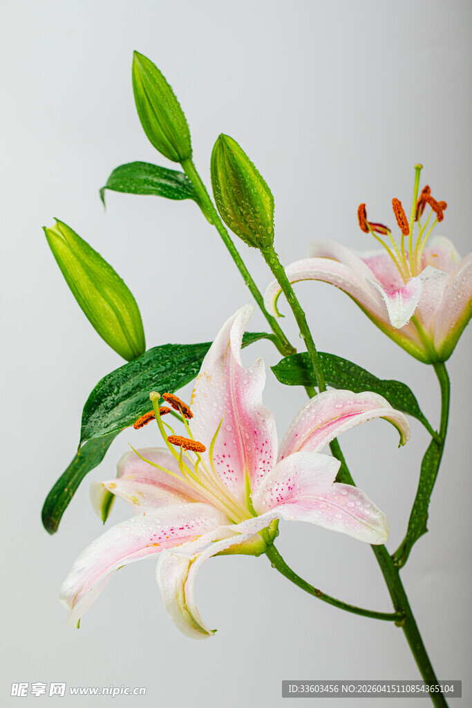 粉色百合花绽放