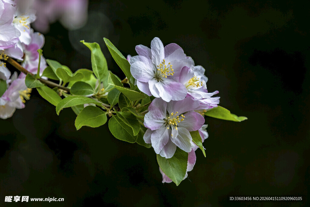 枝头盛放的淡雅苹果花