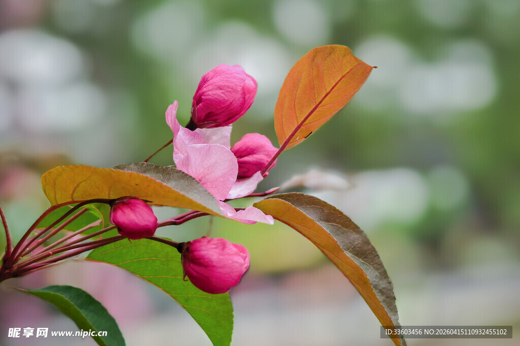 娇艳欲滴的粉色花苞