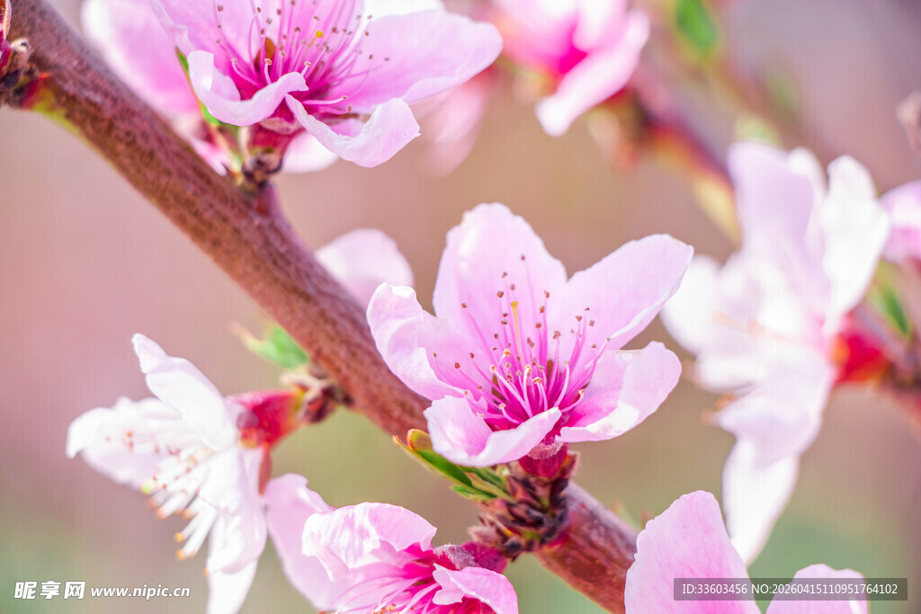 枝头绽放的粉嫩桃花