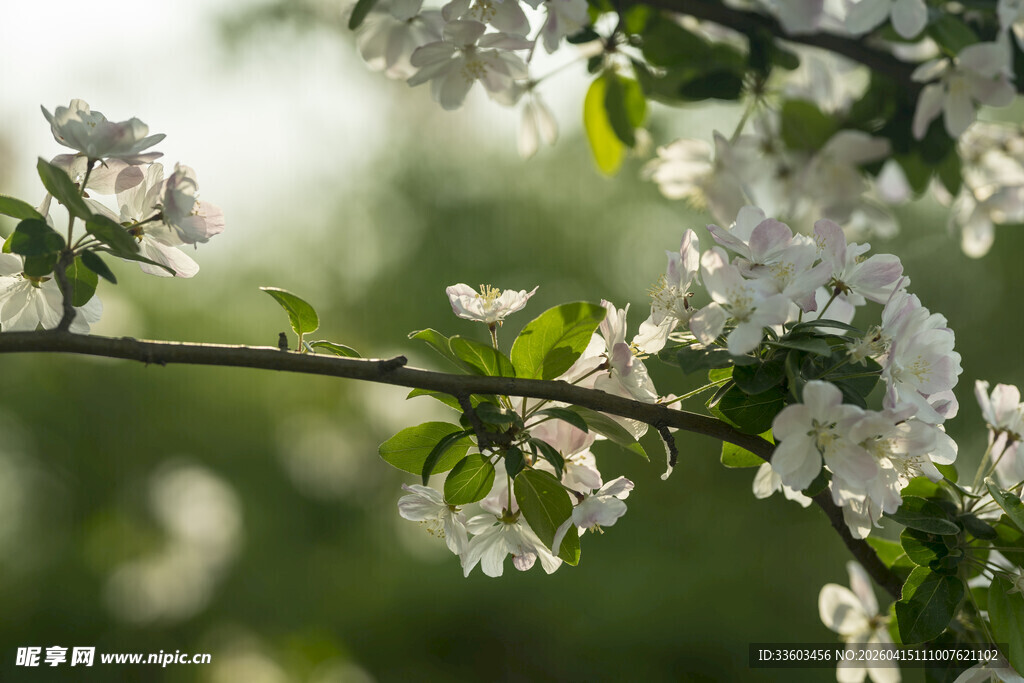 枝头绽放的洁白苹果花