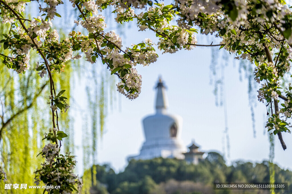 柳丝掩映下的远处白塔