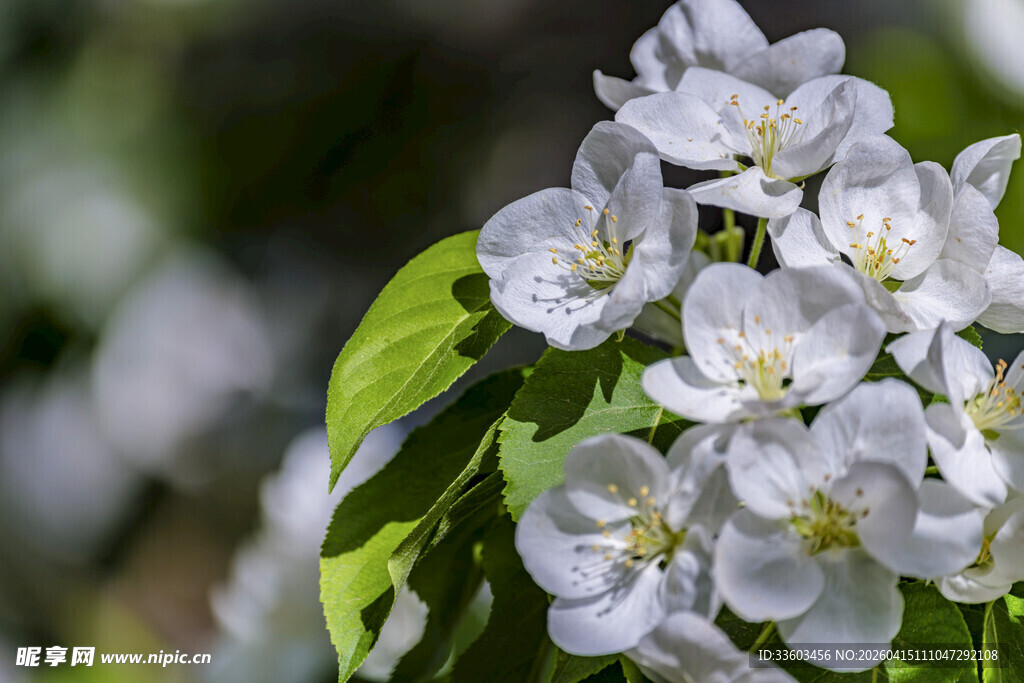 洁白苹果花绽放枝头