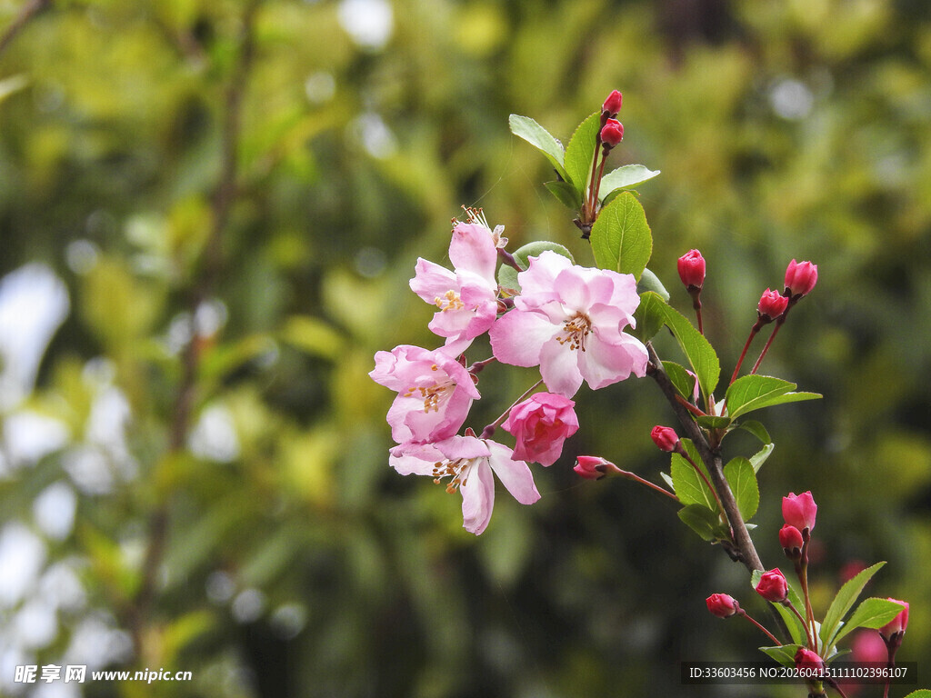 粉色娇艳花枝绽放