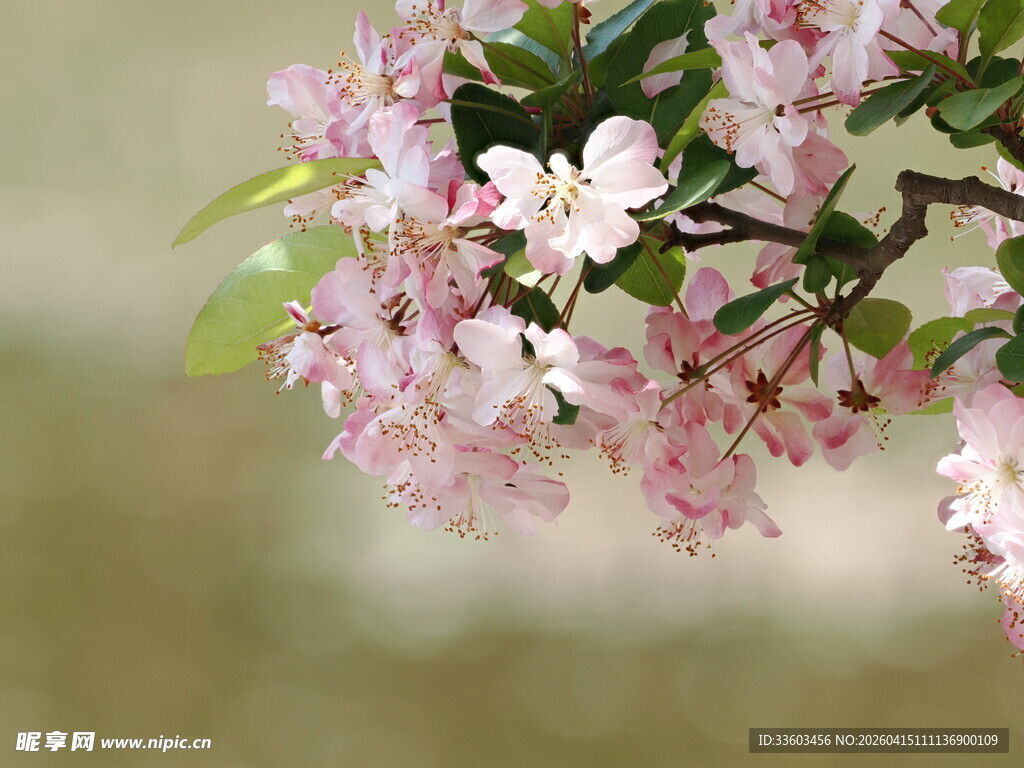 枝头绽放的粉嫩花朵