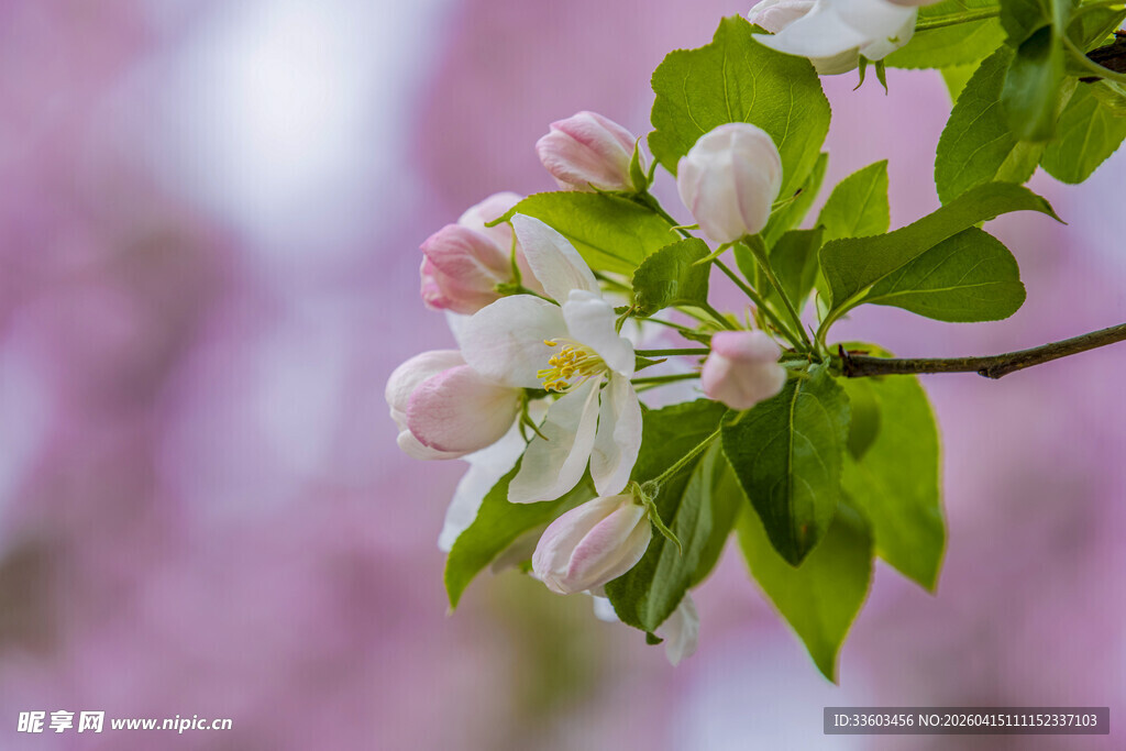 枝头绽放的清新苹果花