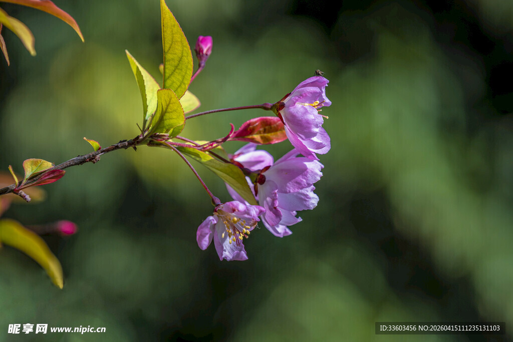 枝头绽放的美丽紫花