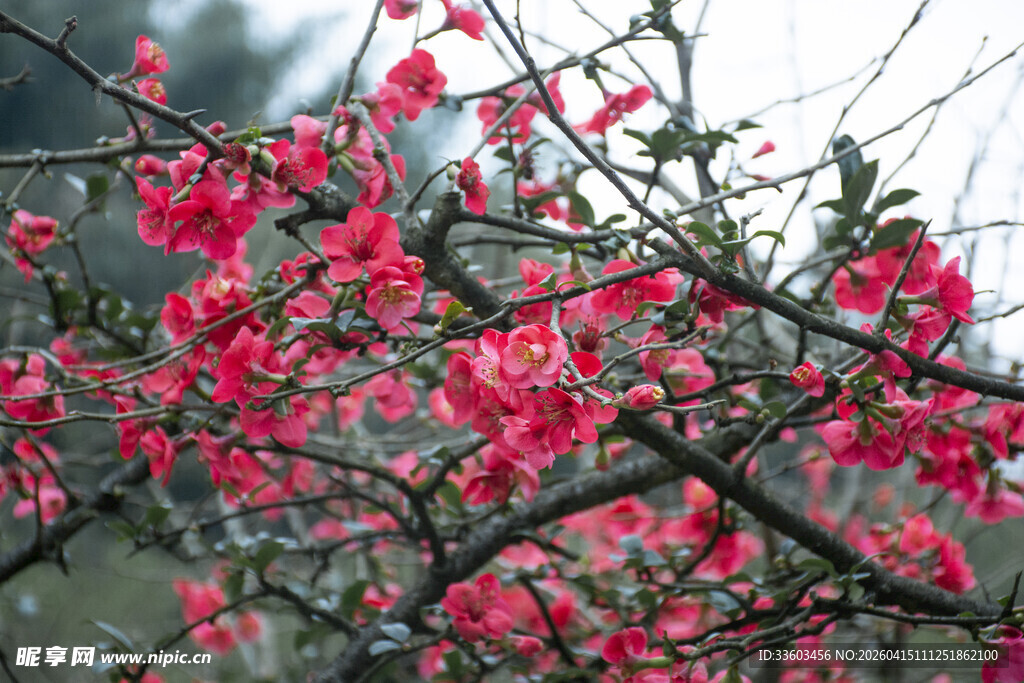盛开的娇艳红花朵