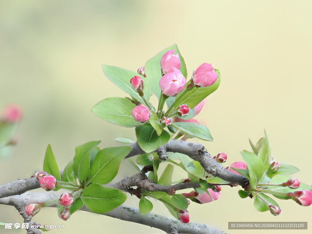 枝头粉嫩苹果花绽放