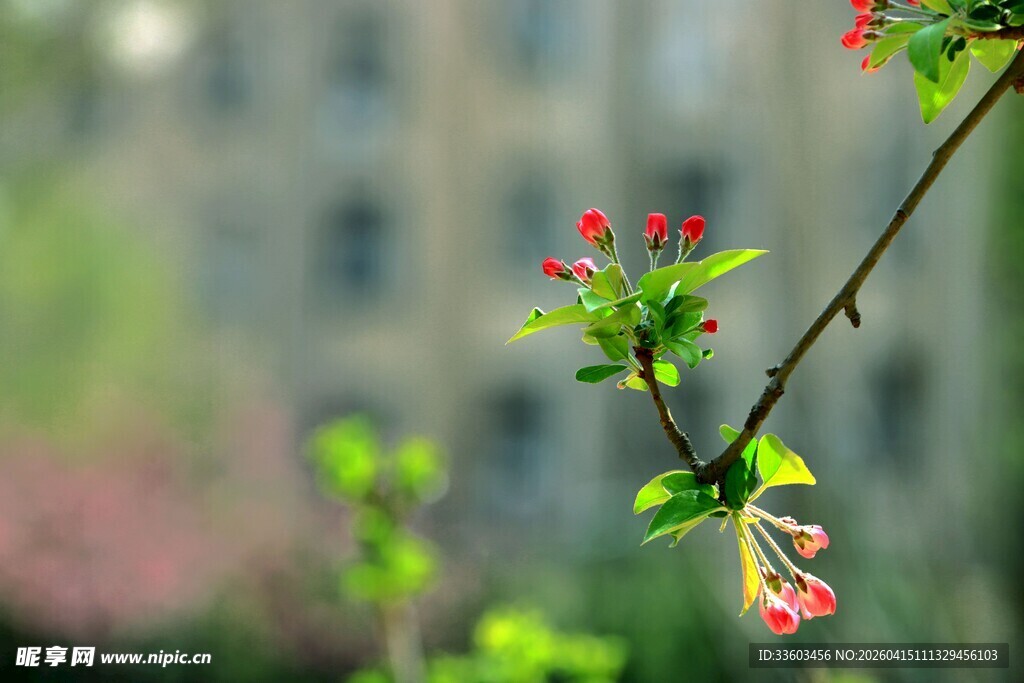 枝头绽放的娇艳小红花