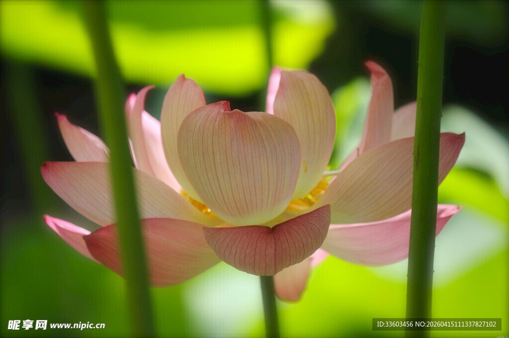 绽放的粉色荷花