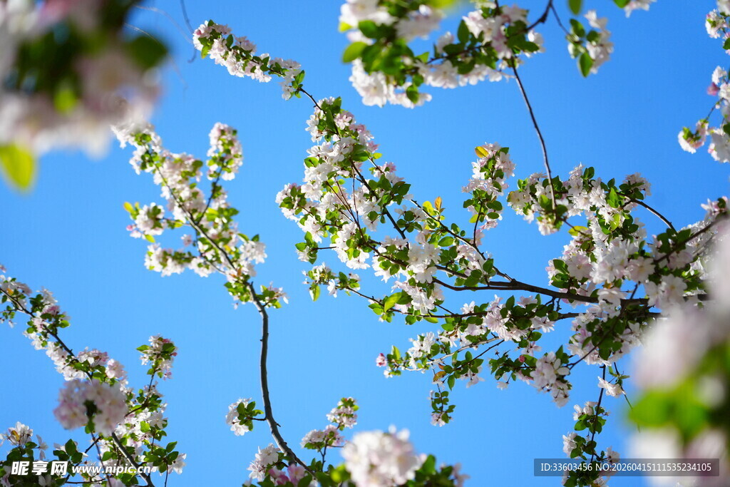 蓝天映衬下的烂漫花枝