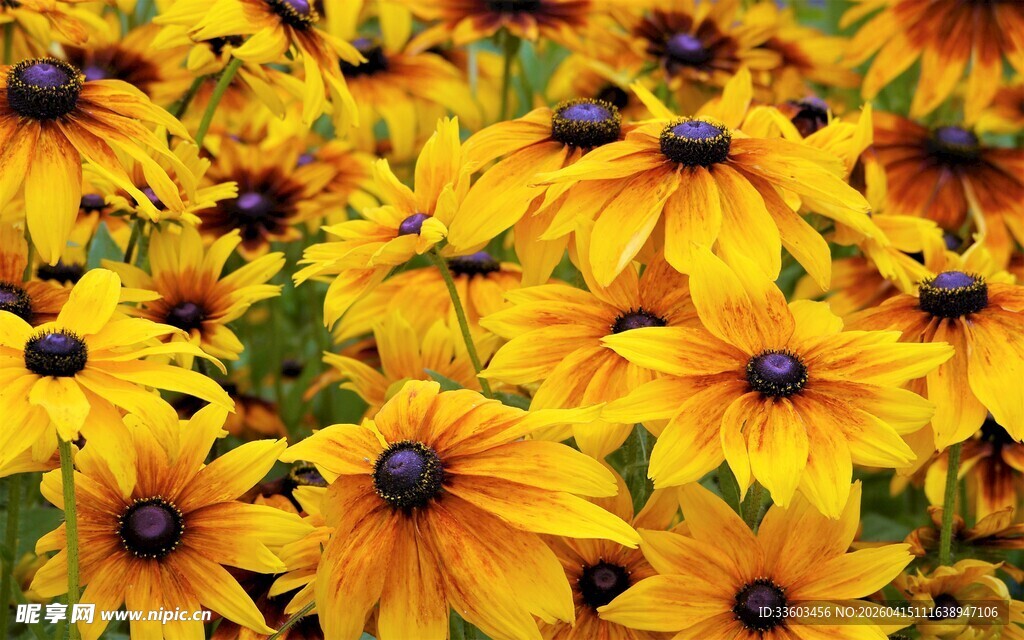 金黄黑心菊绽放美景