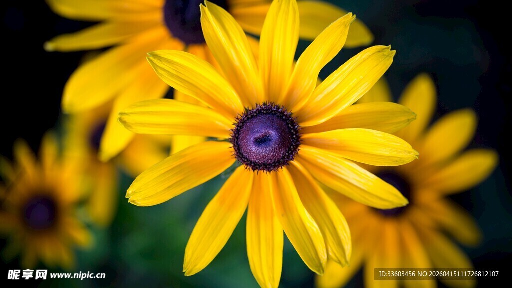 黄色黑心菊特写