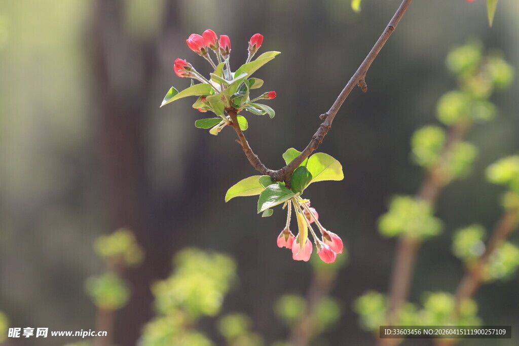 枝头绽放的娇艳红色花朵