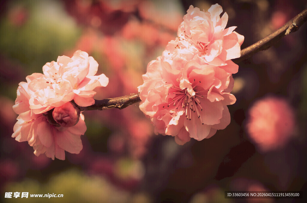 粉嫩桃花枝上绽