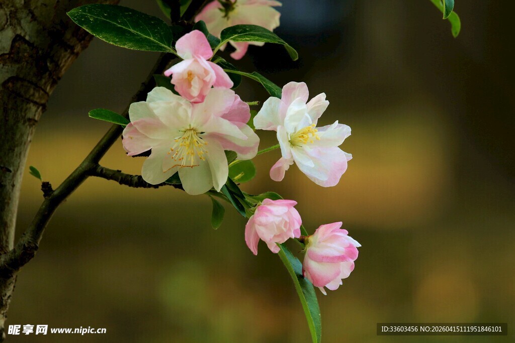枝头绽放的粉嫩海棠花