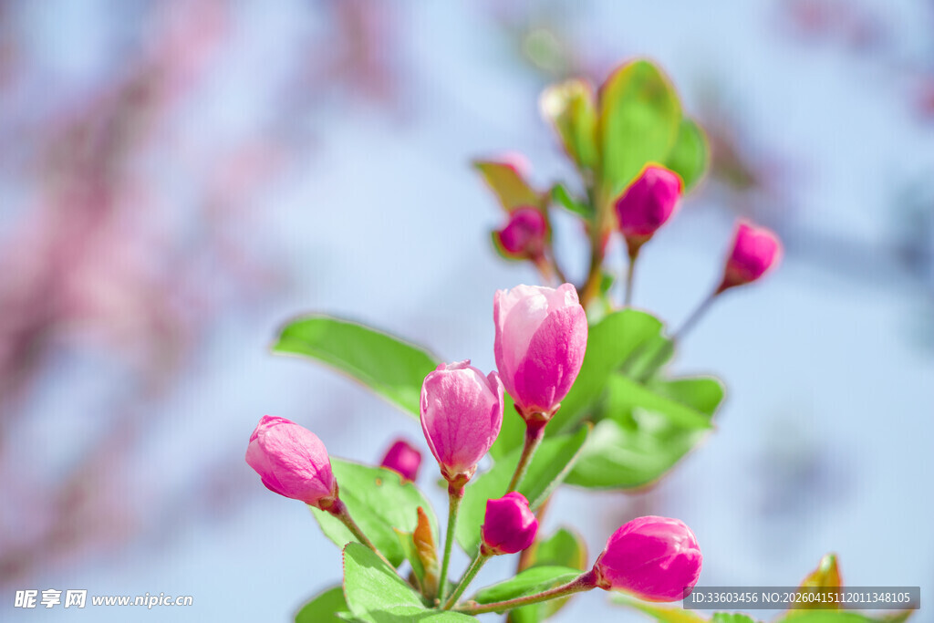 娇艳绽放的粉色花卉