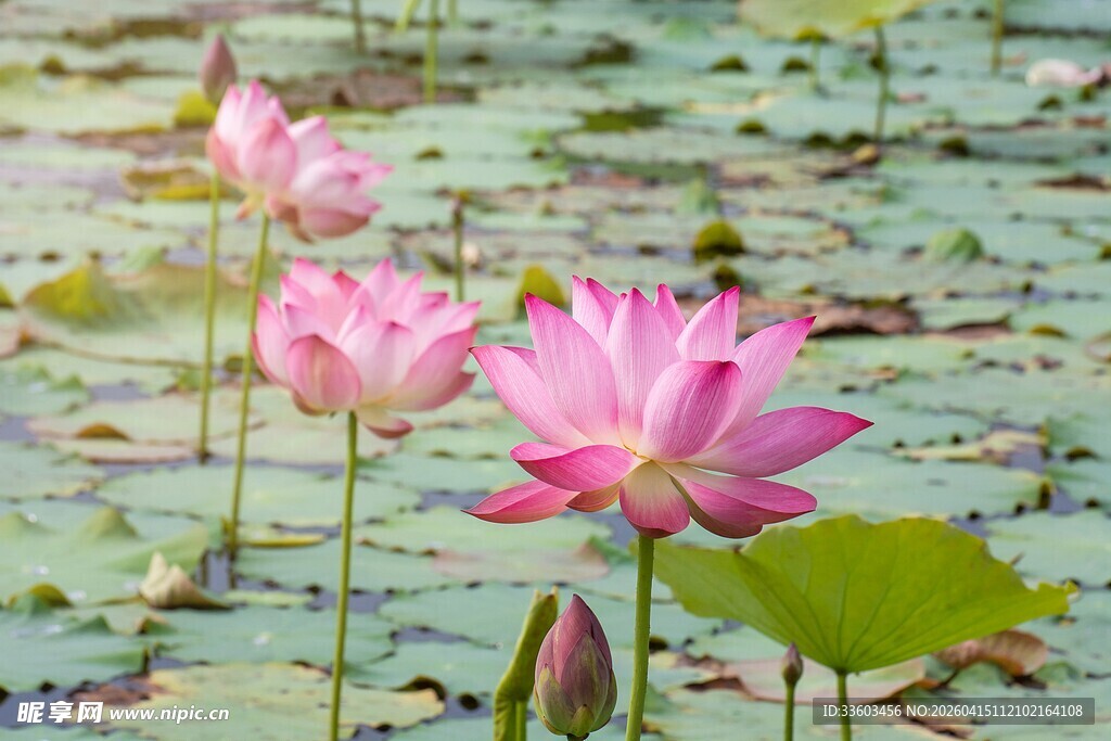 夏日绽放的娇艳荷花