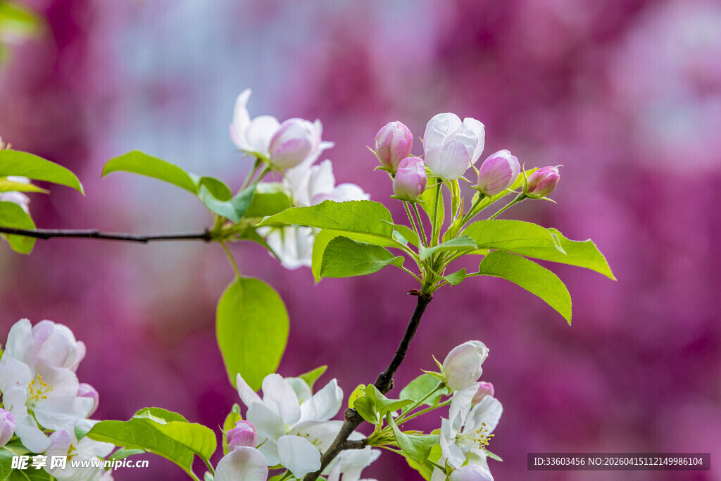 春日繁花枝头绽放