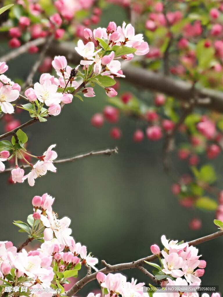 春日绽放的粉嫩花枝