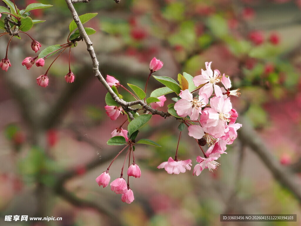 枝头绽放的粉嫩樱花