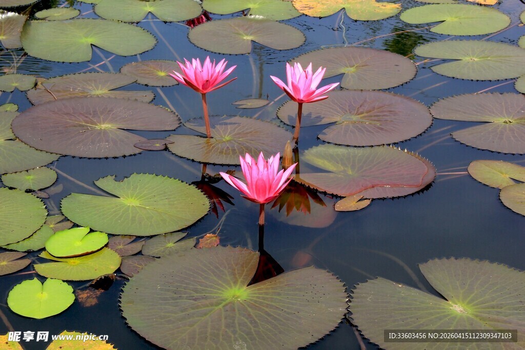 水中绽放的娇艳粉色睡莲