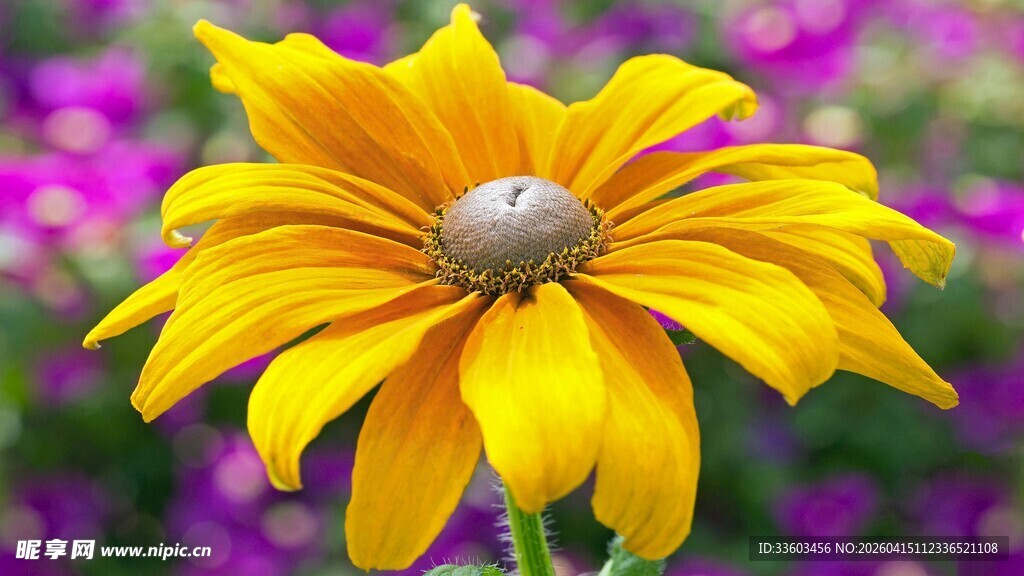 黄色黑心菊特写