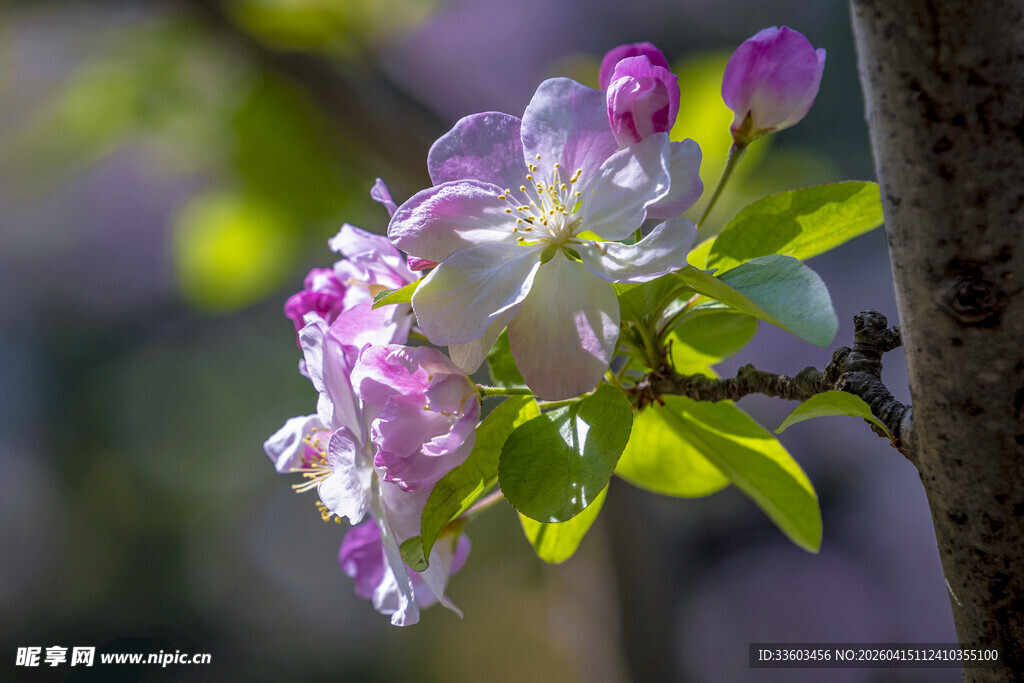 枝头绽放的粉白苹果花