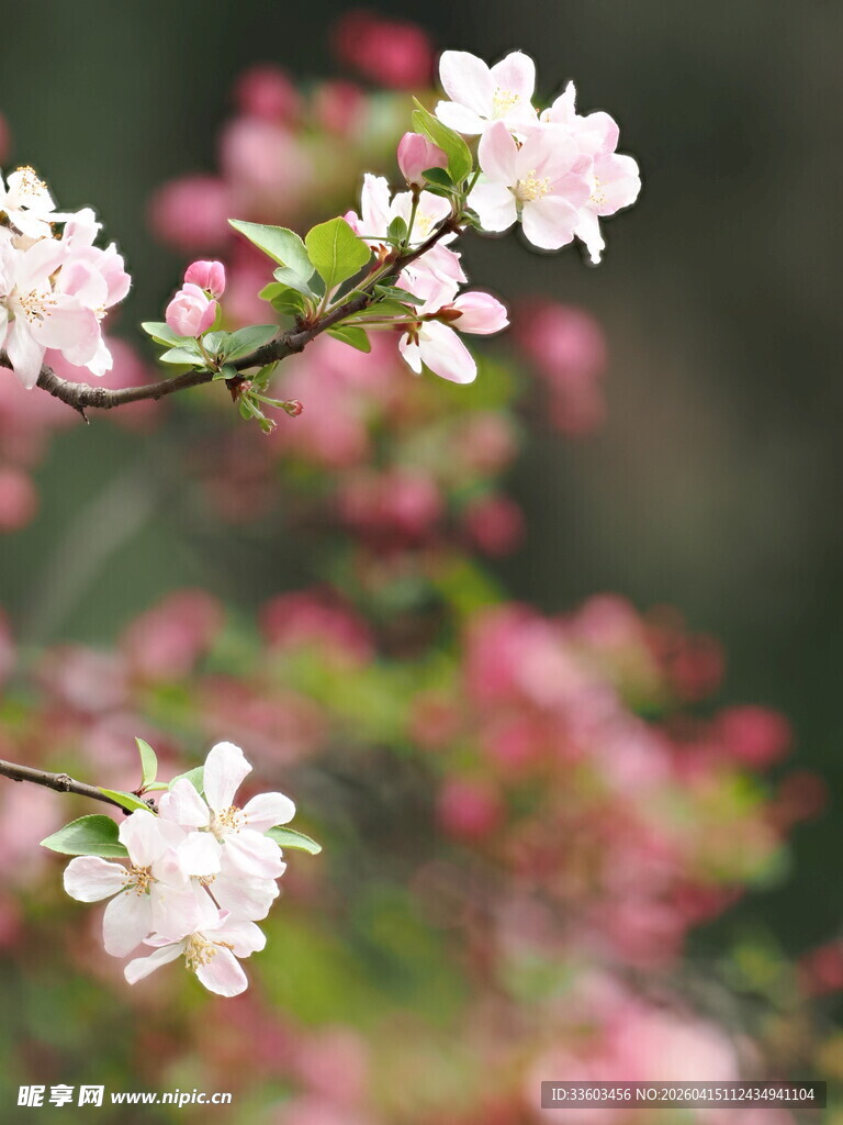 枝头粉嫩桃花绽放